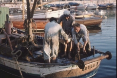It_1959_252020320