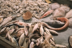 It_1959_292020320